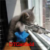 Avatar von DTGarfield